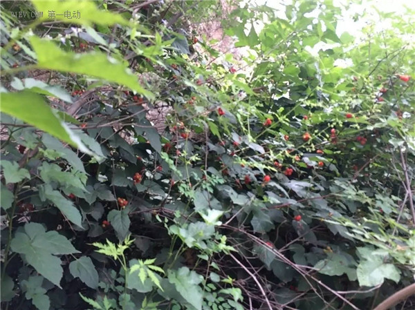 帶著心上的她駕著深愛的EU260，踏上最美的畢業(yè)旅程