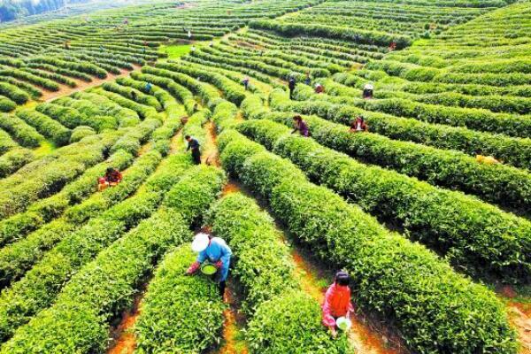 品牌升华之道  《一路雷丁一路茶》盛大启程