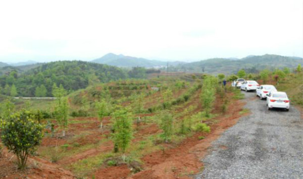 品牌升华之道  《一路雷丁一路茶》盛大启程