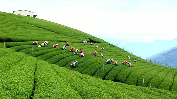 一路雷丁一路茶 雷丁邂逅红茶皇后--祁红