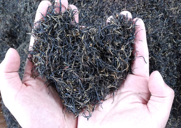 一路雷丁一路茶 雷丁邂逅红茶皇后--祁红