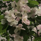 宋燕華