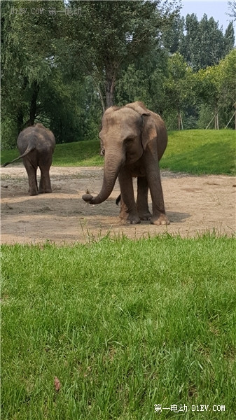 當天往返 開比亞迪E6大興野生動物園親子游
