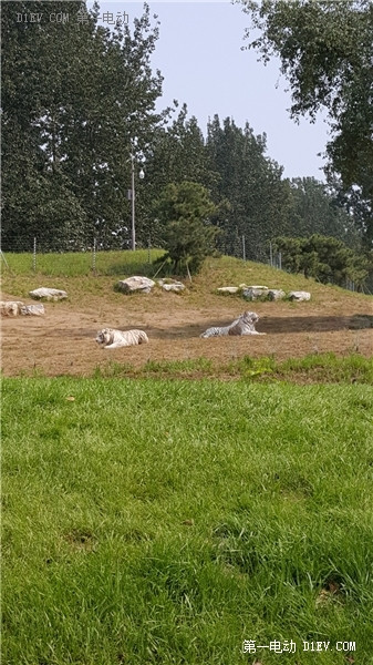 當天往返 開比亞迪E6大興野生動物園親子游