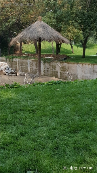 當天往返 開比亞迪E6大興野生動物園親子游