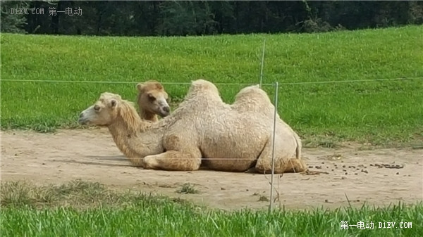 當天往返 開比亞迪E6大興野生動物園親子游