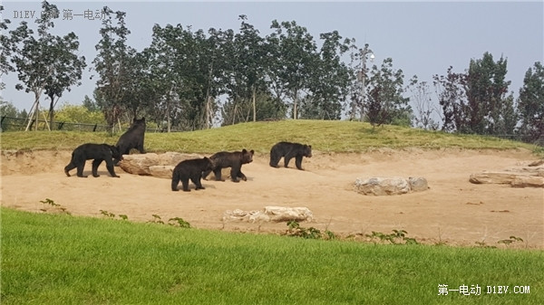 當天往返 開比亞迪E6大興野生動物園親子游