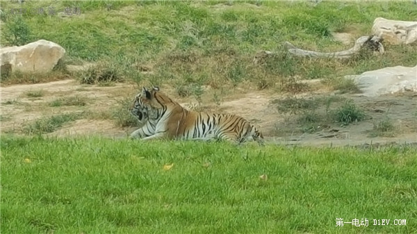 當天往返 開比亞迪E6大興野生動物園親子游