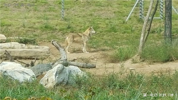 當天往返 開比亞迪E6大興野生動物園親子游