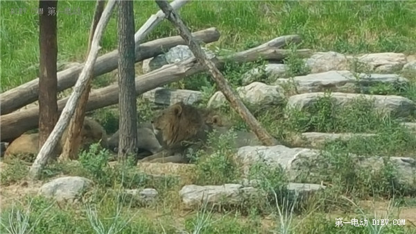 當天往返 開比亞迪E6大興野生動物園親子游