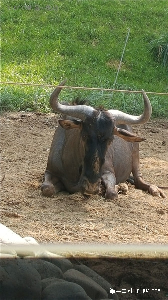 當天往返 開比亞迪E6大興野生動物園親子游
