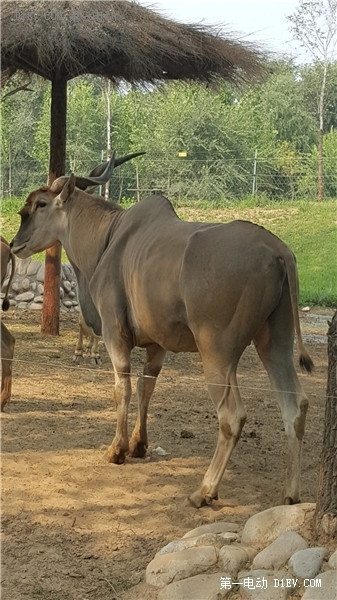 當天往返 開比亞迪E6大興野生動物園親子游