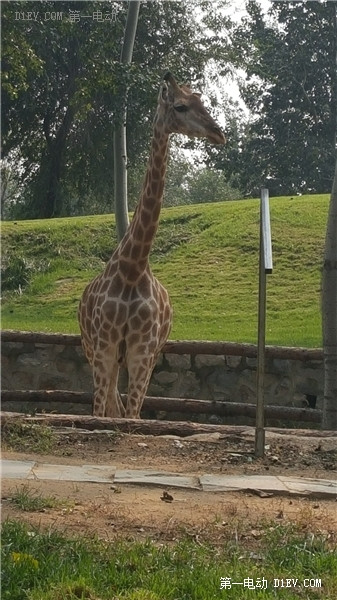 當天往返 開比亞迪E6大興野生動物園親子游