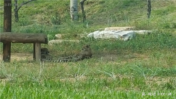 當天往返 開比亞迪E6大興野生動物園親子游