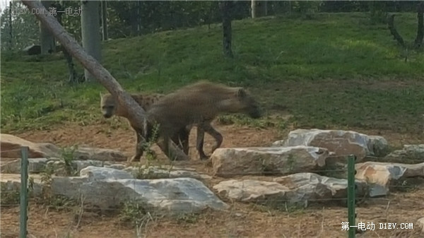 當天往返 開比亞迪E6大興野生動物園親子游