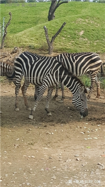 當天往返 開比亞迪E6大興野生動物園親子游