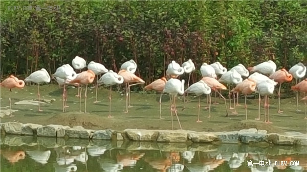 當天往返 開比亞迪E6大興野生動物園親子游