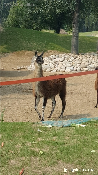 當天往返 開比亞迪E6大興野生動物園親子游