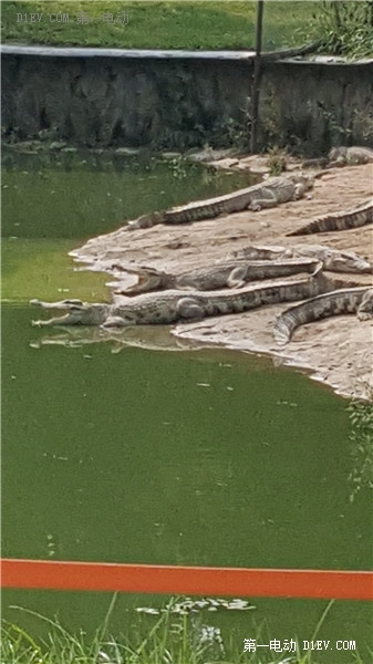 當天往返 開比亞迪E6大興野生動物園親子游