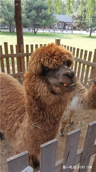 當天往返 開比亞迪E6大興野生動物園親子游