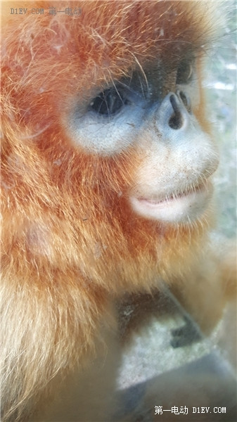 當天往返 開比亞迪E6大興野生動物園親子游