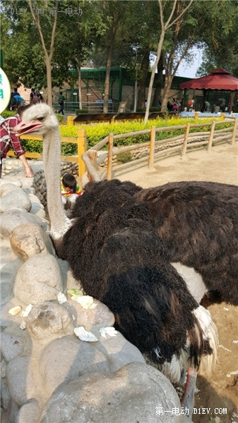 當天往返 開比亞迪E6大興野生動物園親子游