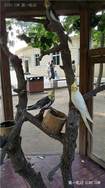 當天往返 開比亞迪E6大興野生動物園親子游