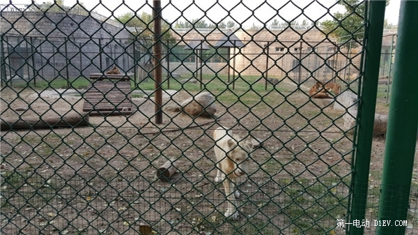 當天往返 開比亞迪E6大興野生動物園親子游