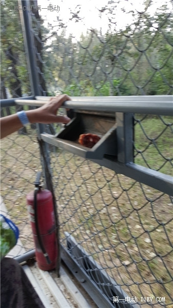 當天往返 開比亞迪E6大興野生動物園親子游