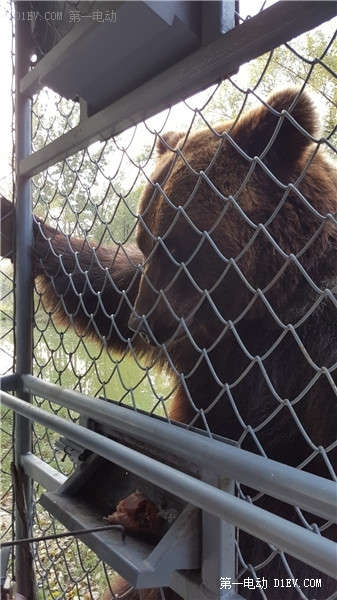 當天往返 開比亞迪E6大興野生動物園親子游