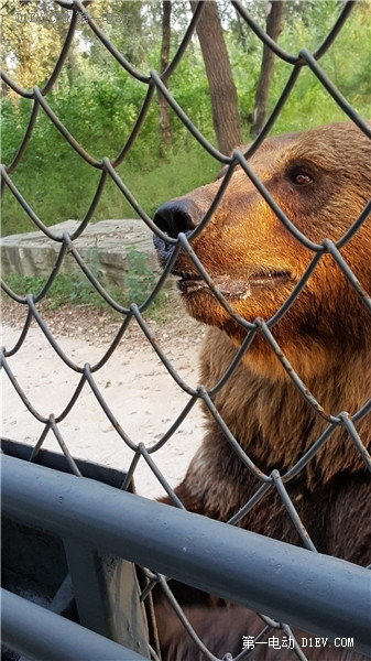當天往返 開比亞迪E6大興野生動物園親子游