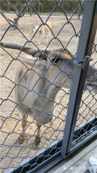 當天往返 開比亞迪E6大興野生動物園親子游