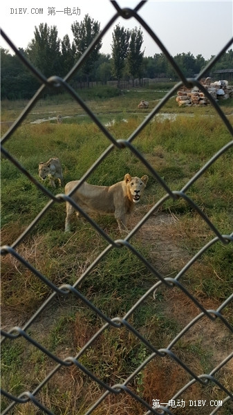 當天往返 開比亞迪E6大興野生動物園親子游