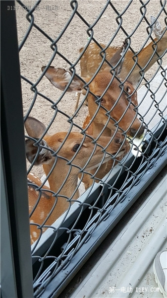 當天往返 開比亞迪E6大興野生動物園親子游