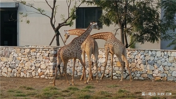 當天往返 開比亞迪E6大興野生動物園親子游