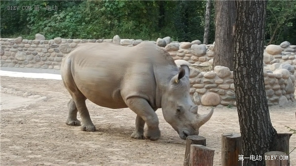 當天往返 開比亞迪E6大興野生動物園親子游