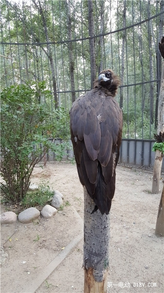 當天往返 開比亞迪E6大興野生動物園親子游