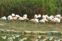 當(dāng)天往返 開比亞迪E6大興野生動物園親子游