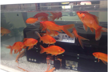 水族箱“養”電池 北京車展不可錯過的三個景點