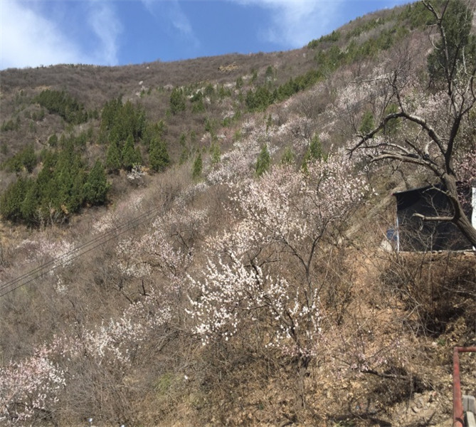 開(kāi)著江淮iev5綠色出行 國(guó)家莽山森林公園風(fēng)鈴節(jié)