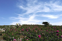 妙峰玫瑰香，比亞迪e5翻山越嶺全程能量回收