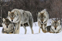 群狼环伺，宁德时代还能一家独大到何时？