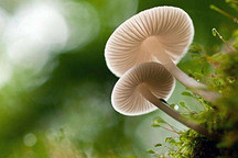 蘑菇，怎么能让你的车更聪明？