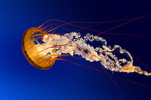 燃油汽车与纯电动汽车哪个更划算？不吹不黑，数据分析全生命周期经济性