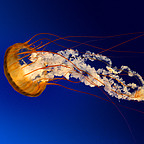 電動鱸魚