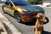 特斯拉登顶美国汽车品牌搜索榜，丰田第2福特第3