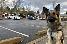 因锁电限速，特斯拉被判赔偿每位车主约1.6万美元