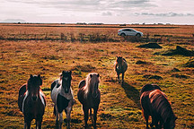 特斯拉告贏蔡老板不算什么，期待大戰(zhàn)河南女車主早有結(jié)果
