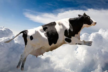 用煤发电太污染，宝马这次从奶牛身上提取燃料，开发最清洁燃料