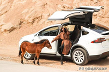 与中国补贴新政对着干，特斯拉涨价是博眼球还是趁机割韭菜？